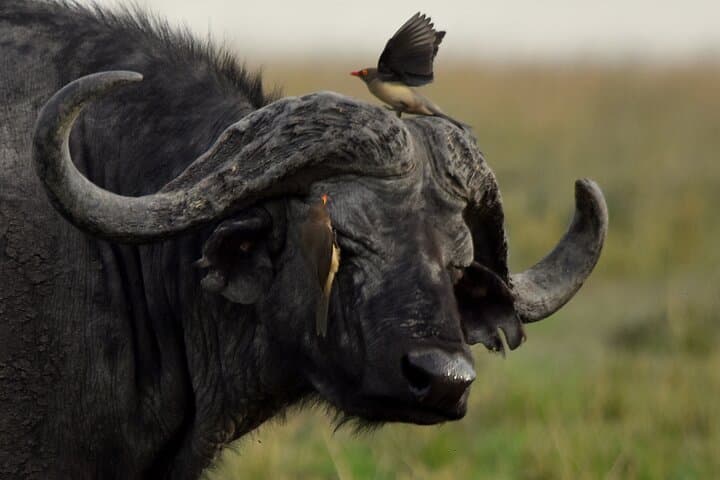 3-Day Masai Mara Camping Safari: Big Five & Great Migration Game Drives photo 3