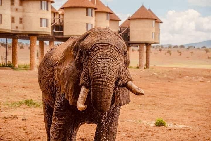 2-Day Salt Lick Safari: Taita Hills Lodge Wildlife Experience photo 3