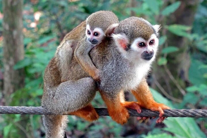 Damajagua Waterfalls & Monkey Encounter Shore Excursion — Puerto Plata Adventure photo 5