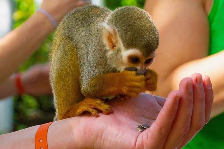 Cabarete Monkey Encounter and 7-Station Zipline Adventure photo 4