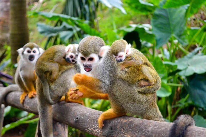 Cabarete Monkey Encounter and 7-Station Zipline Adventure photo 6