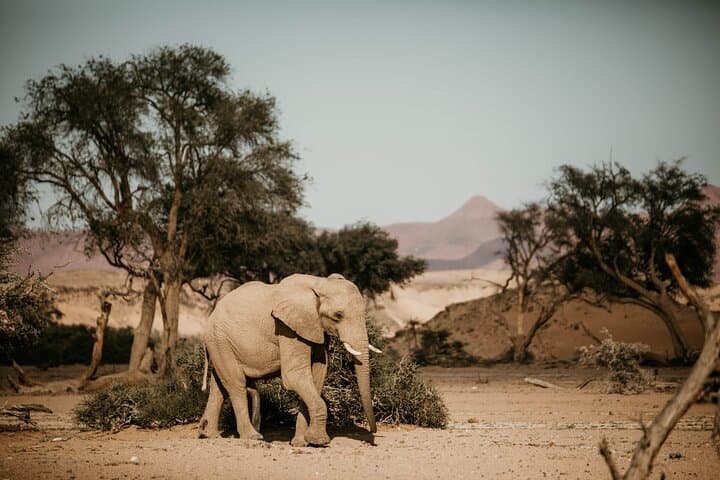 Discover Namibia: 10-Day Small-Group Safari from Windhoek photo 3