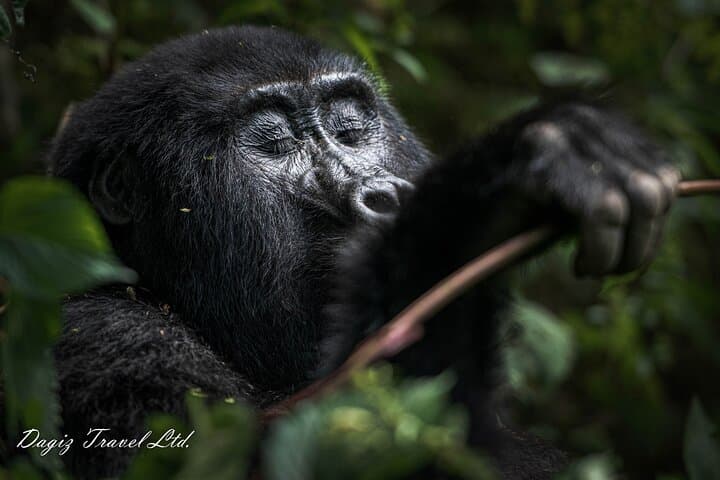 3-Day Bwindi Gorilla Trekking Experience in Uganda photo 2