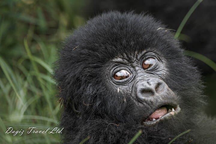 3-Day Bwindi Gorilla Trekking Experience in Uganda photo 3