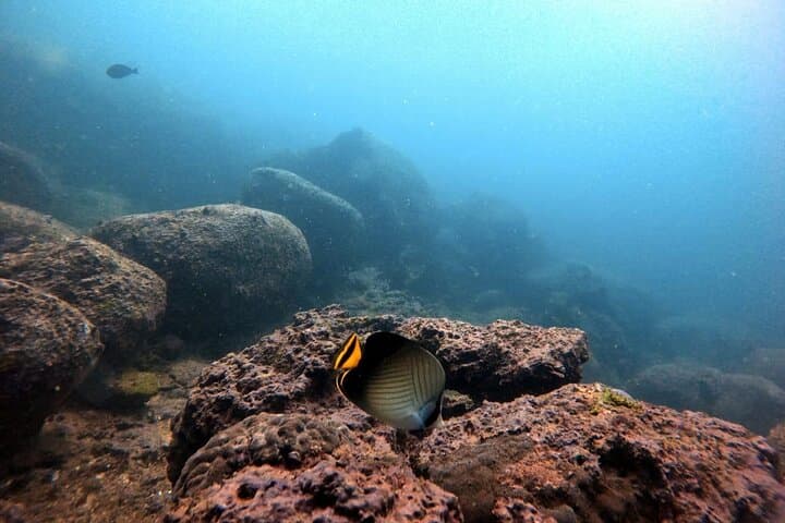 Scuba Diving in Kalpitiya: Wrecks, Corals and Dolphin Encounters