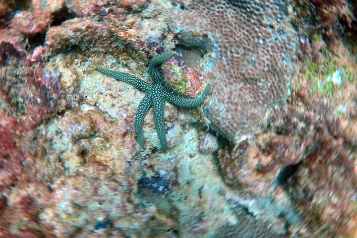 Scuba Diving in Kalpitiya: Wrecks, Corals and Dolphin Encounters photo 6