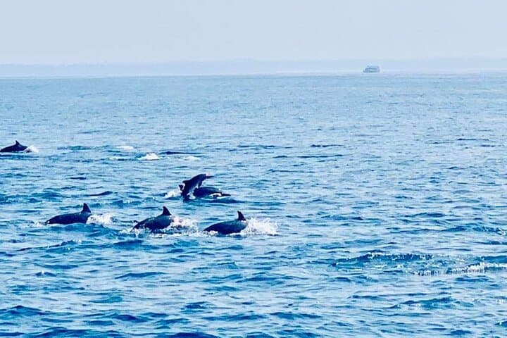 Dolphin Watching in Trincomalee: Spinner & Bottlenose Dolphin Cruise photo 2