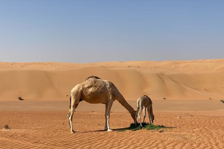 Sunset Watching in Al Wahiba Sand: Camel Rides, Dune Bashing & Desert Camp Dinner photo 2