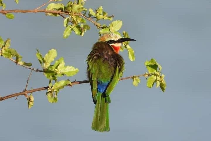 Private Guided Tour of Victoria Falls: Sunrise, Day & Luna Rainbow Experiences photo 4