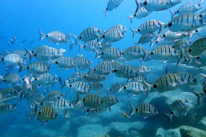 Beginner Scuba Diving in Costa Teguise, Lanzarote — Try a Shore Dive photo 2