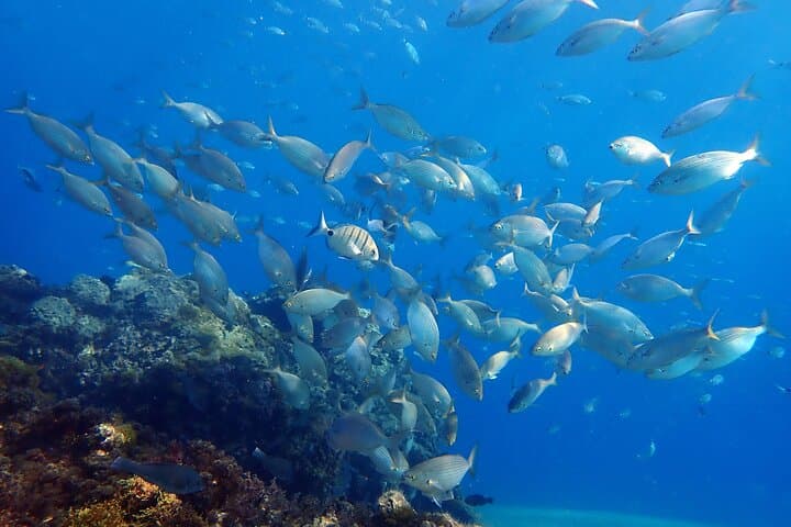 Snorkeling Costa Teguise: 2-Hour Guided Tour in Lanzarote photo 6