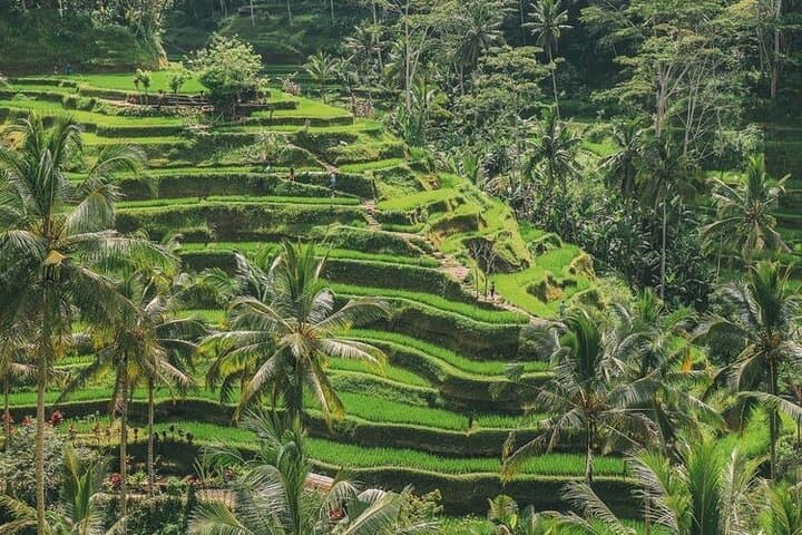 Ubud to Kintamani: Day Tour to Mount Batur, Tegallalang & the Monkey Forest photo 2
