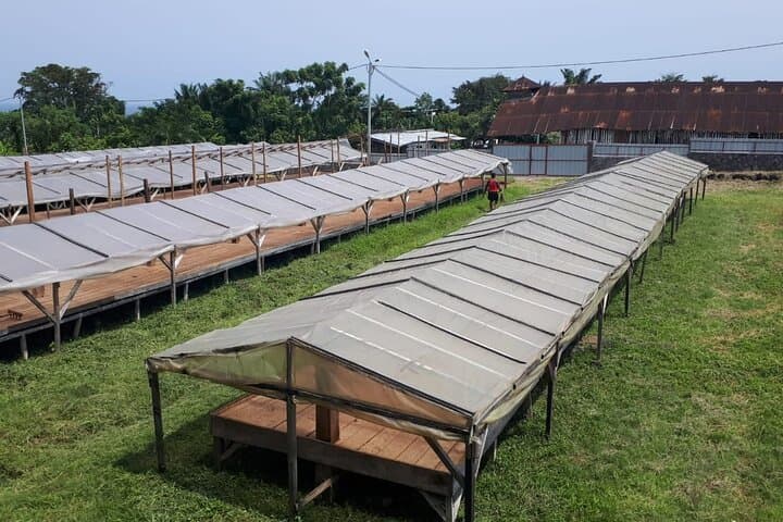 Cacao Road Excursion: Cocoa Plantations, Processing & Tasting on Sao Tome photo 5