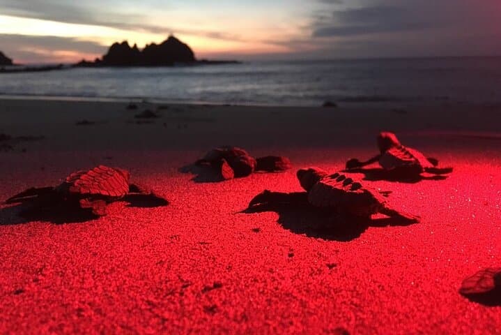 baby-turtle-release-night-walk-dreams-las-mareas-playa-hermosa