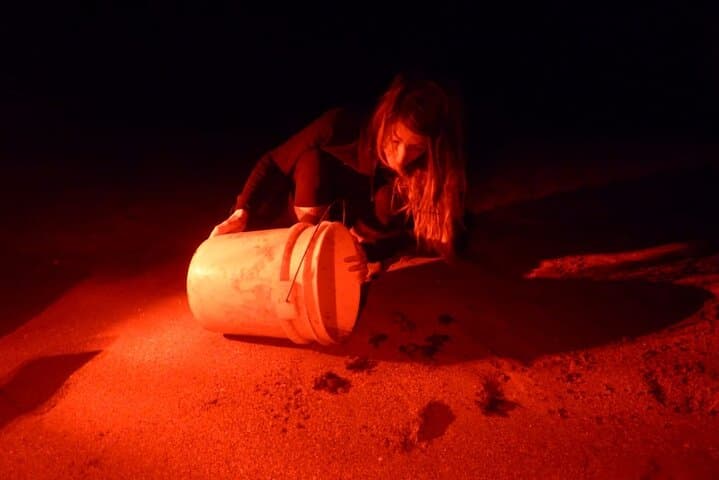 baby-turtle-release-night-walk-dreams-las-mareas-playa-hermosa photo 2