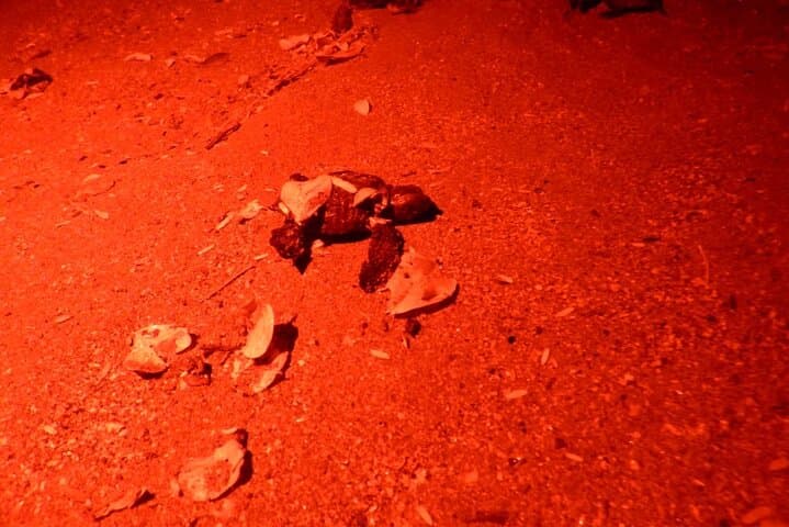 baby-turtle-release-night-walk-dreams-las-mareas-playa-hermosa photo 3