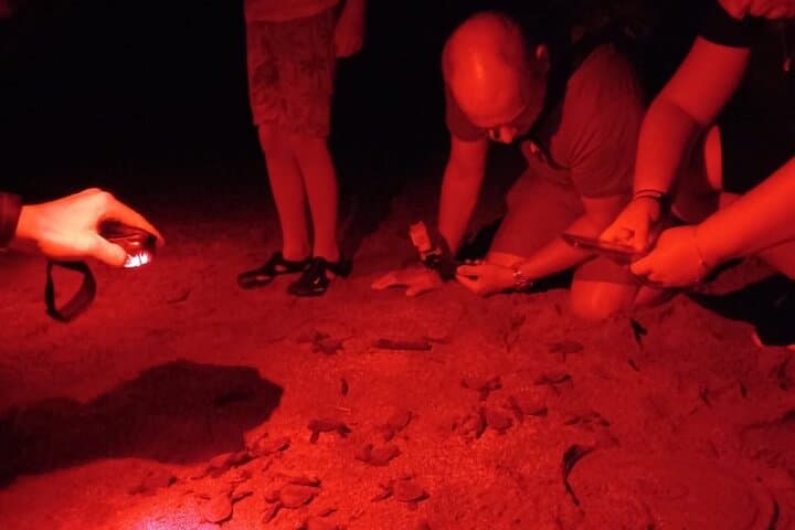 baby-turtle-release-night-walk-dreams-las-mareas-playa-hermosa photo 4