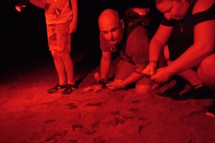 baby-turtle-release-night-walk-dreams-las-mareas-playa-hermosa photo 5