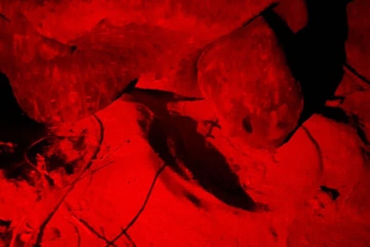 baby-turtle-release-night-walk-dreams-las-mareas-playa-hermosa photo 6
