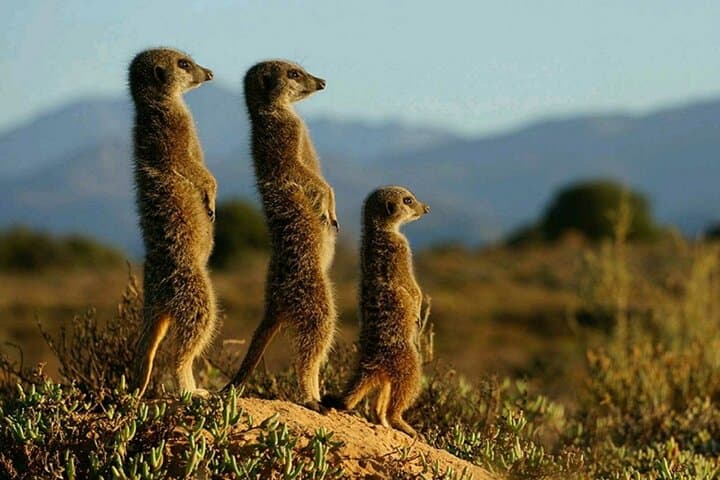 Full-Day Ngorongoro Crater Safari: Big Five Game Drive from Arusha photo 4