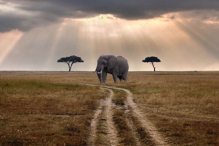 Full-Day Ngorongoro Crater Safari: Big Five Game Drive from Arusha photo 2
