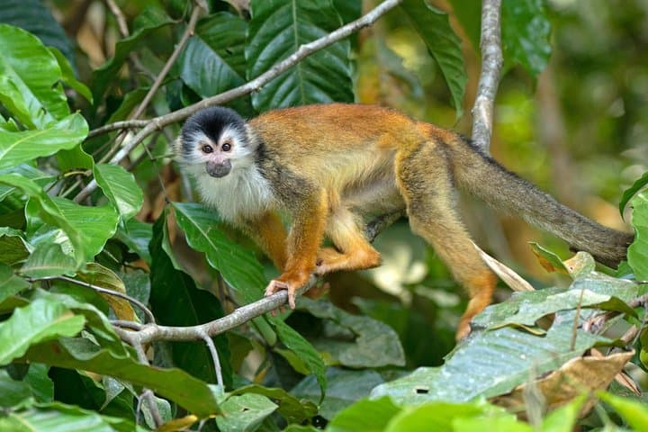 Sirena Station Day Hike — Corcovado National Park Wildlife Trek from Drake Bay