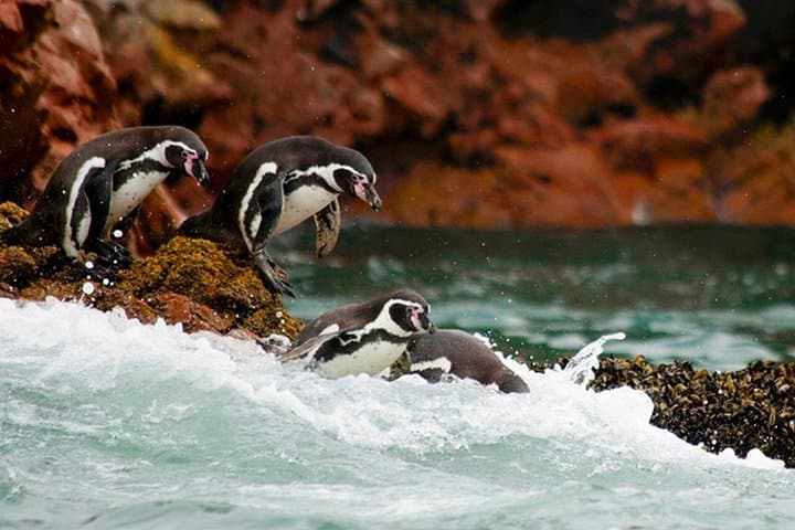 4-Day Coastal Adventure from Lima: Nazca Lines Flight, Paracas & Huacachina photo 2