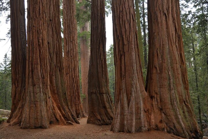 Sunset and Giant Sequoias: Private Day Tour to Sequoia & Kings Canyon from LA photo 2