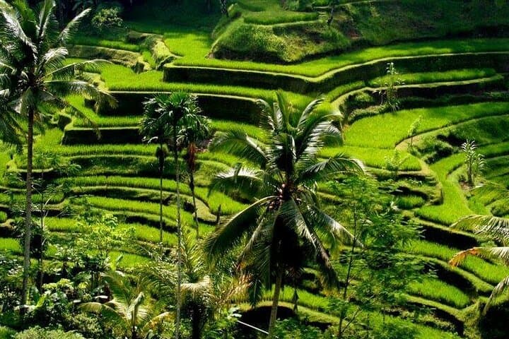 Full-Day Ubud Rafting & Ubud Tour — Ayung River Adventure, Monkey Forest & Rice Terraces photo 3