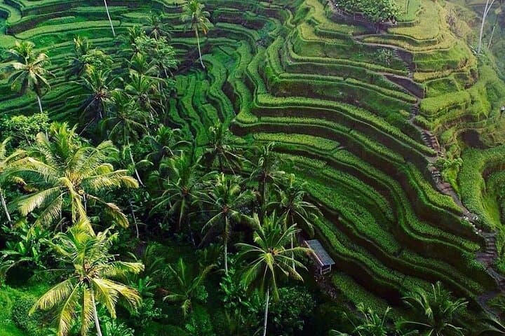 Full-Day Ubud Rafting & Ubud Tour — Ayung River Adventure, Monkey Forest & Rice Terraces photo 4