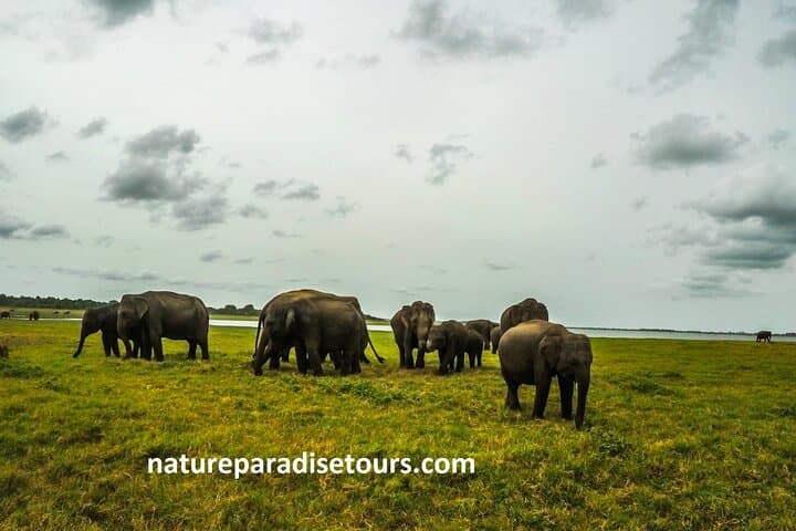 7-Day Sri Lanka Round Trip: Sigiriya to Galle — Culture, Tea Country & Wildlife