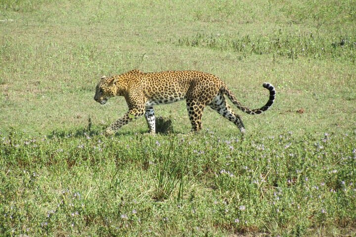 3-Day Private Safari in Yala National Park: Leopard, Elephant & Birdwatching Experience