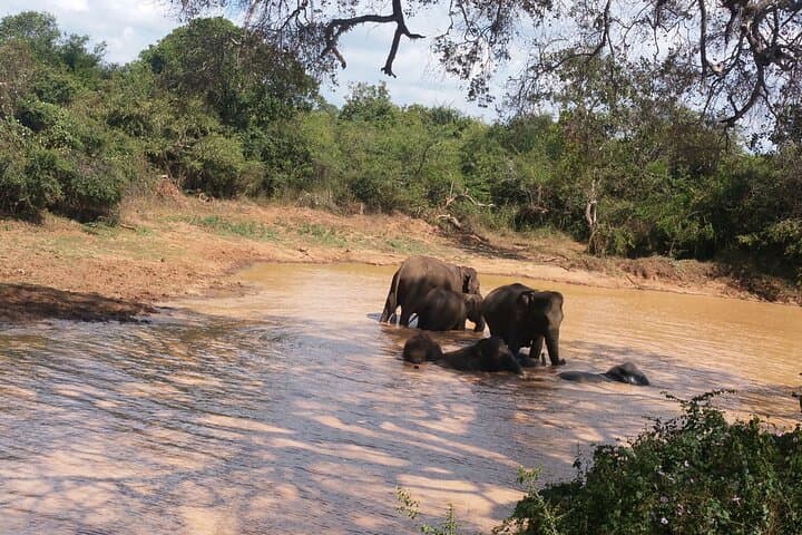3-Day Private Safari in Yala National Park: Leopard, Elephant & Birdwatching Experience photo 2