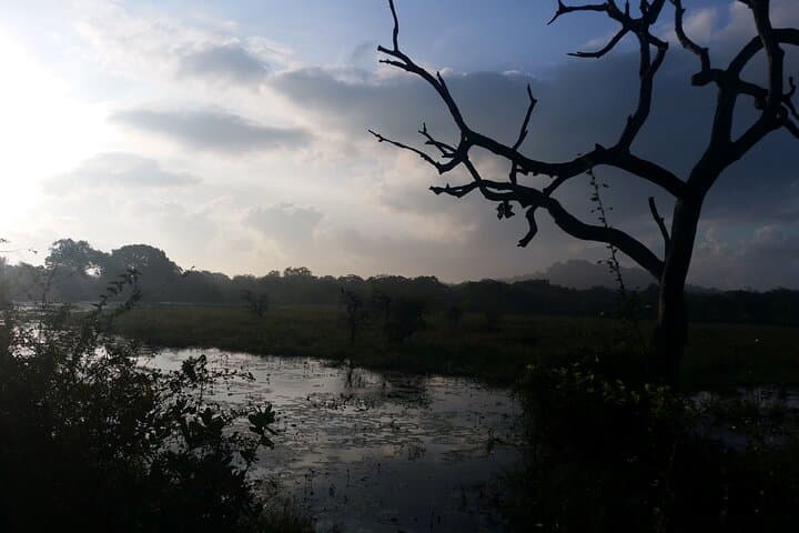 3-Day Private Safari in Yala National Park: Leopard, Elephant & Birdwatching Experience photo 4