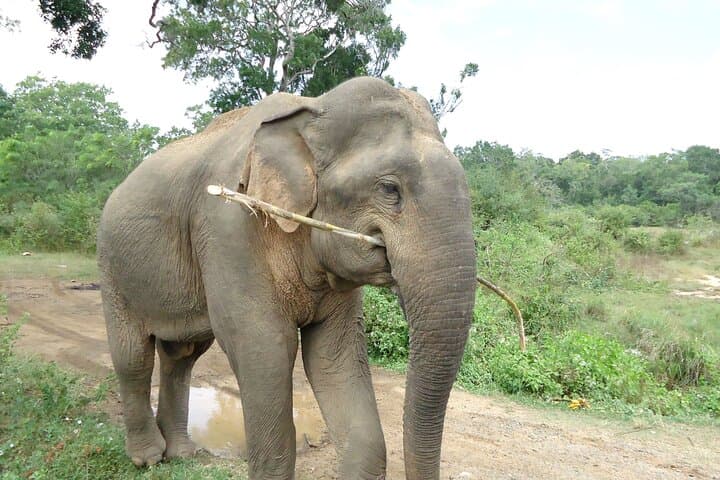 3-Day Private Safari in Yala National Park: Leopard, Elephant & Birdwatching Experience photo 5