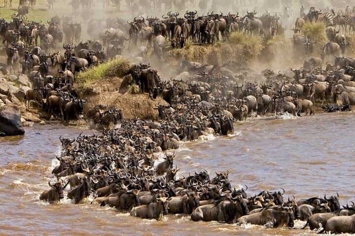 6-Day Camping Safari: Amboseli, Lake Nakuru & Masai Mara Small-Group Tour