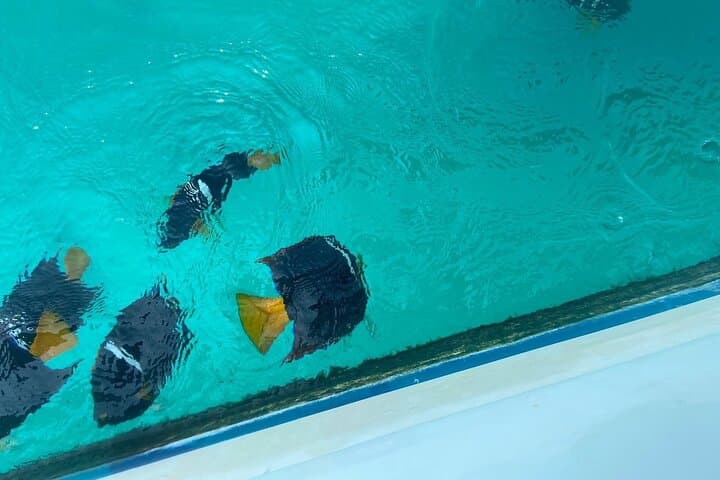 Private Snorkel Tour to Marietas Islands & Playa Nopalera from Punta Mita photo 3