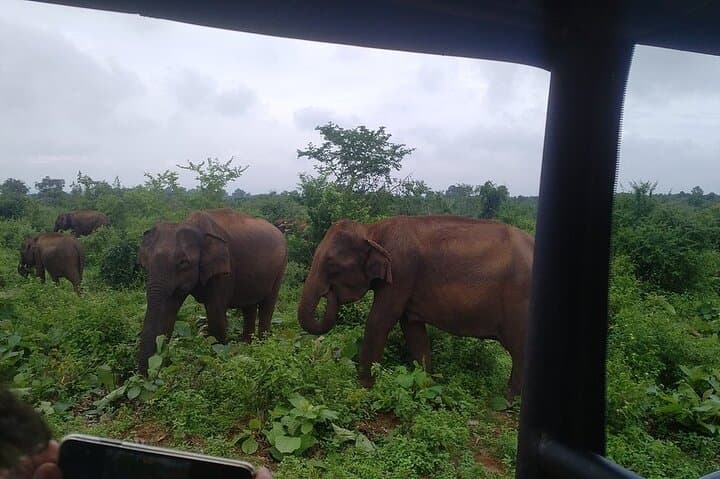 12-Day Sri Lanka Discovery: Ancient Cities, Tea Country & Wildlife Safaris photo 6