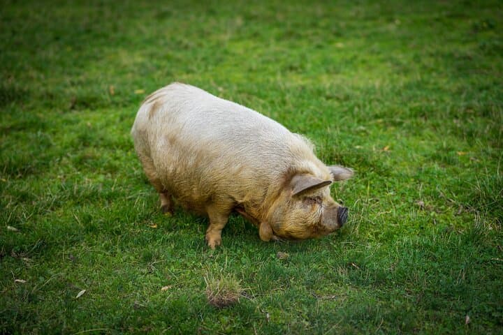 Kune Kune Pig Petting at Edermühle: Hands-On Farm Visit in the Waldviertel photo 6