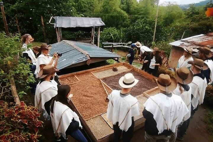 Cocora Valley & Salento Day Tour with Coffee Farm — From Pereira or Armenia photo 3