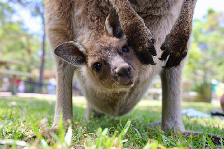 Private Wild Australia Tour from Sydney: Horse Riding, Koalas & Kangaroos photo 3