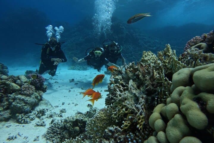 Red Sea Scuba Diving in Hurghada — 2-Stop Boat Dive with Lunch photo 6