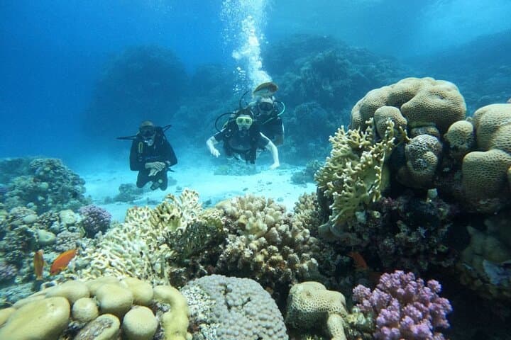 Red Sea Scuba Diving in Hurghada — 2-Stop Boat Dive with Lunch photo 2
