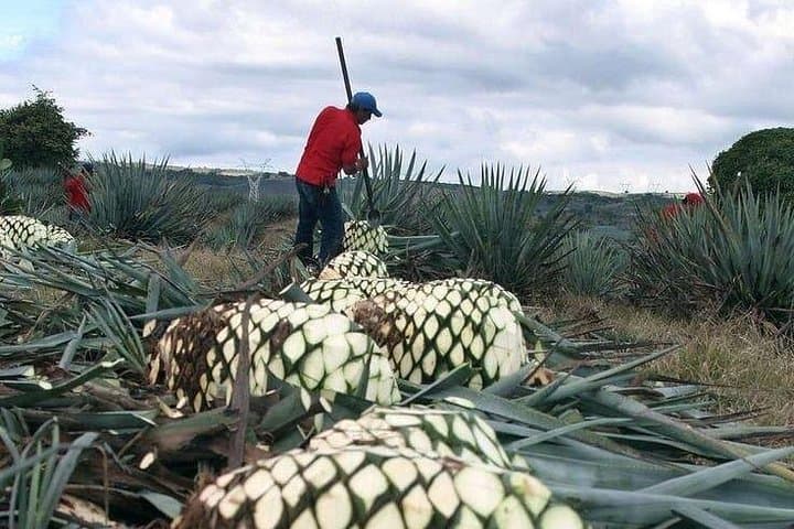 Private Day Tour to Hierve el Agua, Teotitlán & Mezcal Tasting from Oaxaca photo 4