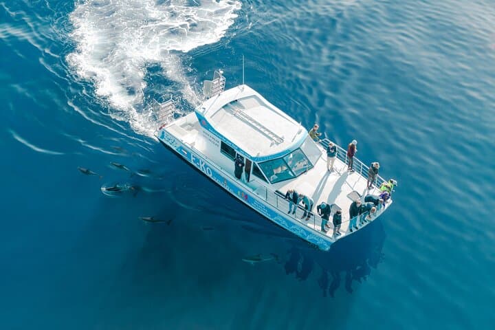 Exploring Marlborough Sounds: Motuara Wildlife Sanctuary and Dolphin Cruise Experience