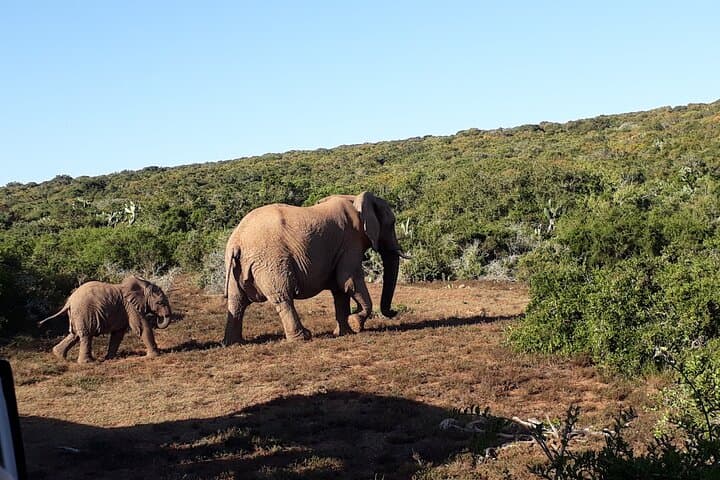 6-Day Private Cape Town Discovery: Table Mountain, Robben Island & Cape Peninsula photo 2