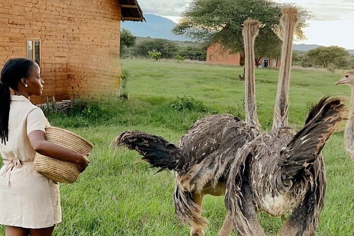 Serval Wildlife, Materuni Waterfall & Coffee Tour — 2-Day Kilimanjaro Village Experience photo 3