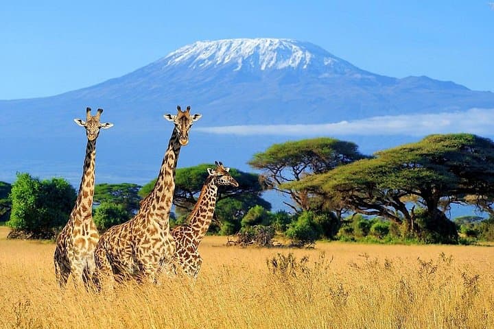 14-Day Private Marathon Training Camp — Iten High-Altitude Prep & Kilimanjaro Marathon photo 2
