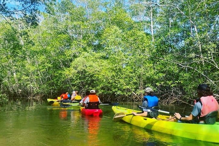 Kayak the Tamarindo Mangrove Labyrinth: Paddle Through Las Baulas National Park photo 4