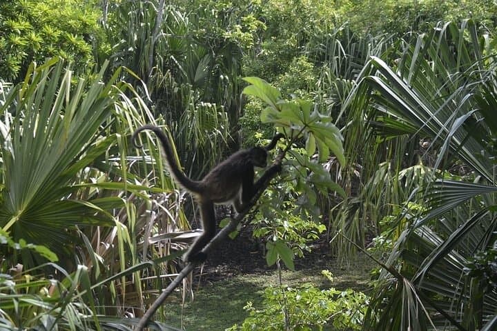 Chacchoben Mayan Ruins Tour — Explore Ancient Pyramids Near Costa Maya photo 6